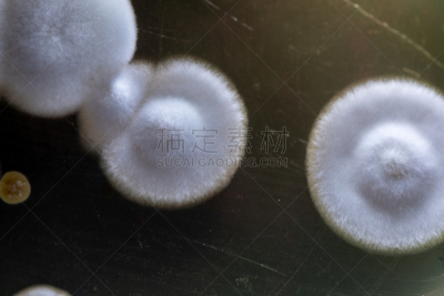 传媒,微生物学,酵母,放线菌属,土样,细菌,实验室,霉菌,学习