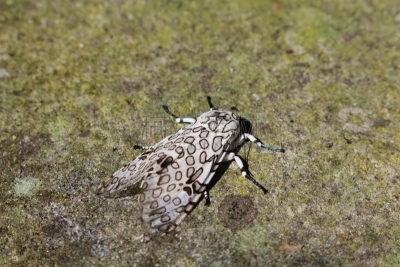 mariposa grove,野生动物,蛾,水平画幅,无人,巴西,昆虫,新富丽堡,摄影