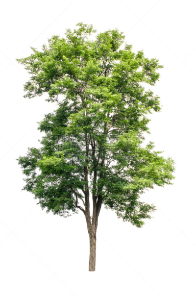 白色背景,分离着色,自然,垂直画幅,无人,巨大的,夏天,户外,硬木,泰国