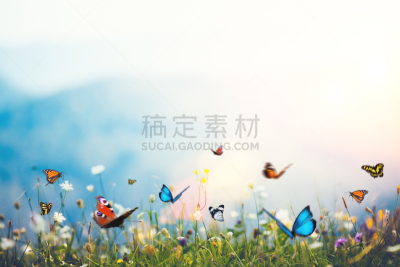 蝴蝶,鳞翅类,蓝色闪光蝶,草蜻蛉蝶,草地,野花,毛莨科,春天,黑脉金斑蝶,田地