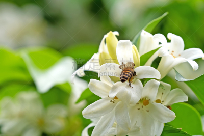 蜜蜂,白色,自然,特写,组物体,分离着色,背景,花,收集,授粉