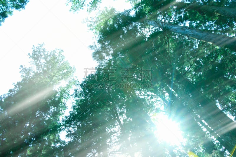 雪松,高野山,水平画幅,无人,日本,古屋的内在神社,光,植物,松科,近畿区域