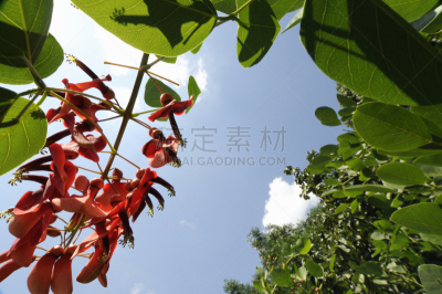 天空,珊瑚树,自然,水平画幅,地形,无人,蓝色,植物园,草,红色