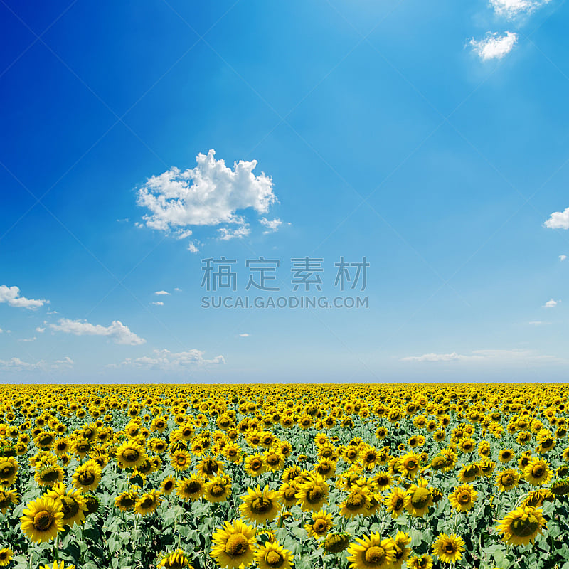 云,向日葵,天空,田地,蓝色,白色,农业,景观设计,色彩鲜艳,植物