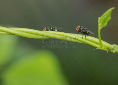 两翼昆虫,昆虫,美,水平画幅,绿头苍蝇,无人,巨大的,湿,夏天,户外