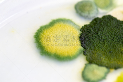真菌,藻类,大群动物,背景,皮氏培养皿,个性,显微镜,水,生物科技,水平画幅