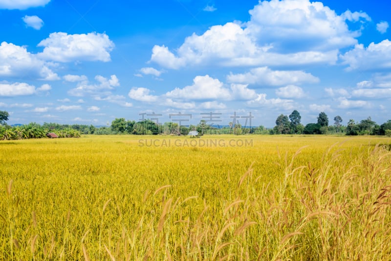 稻田,田地,谷类,草地,稻,陆地,天空,美,褐色,干草