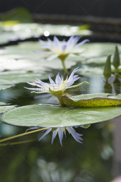 非洲睡莲,埃及,青绿色,莲花,creeping bluet,自然,垂直画幅,选择对焦,植物,睡莲