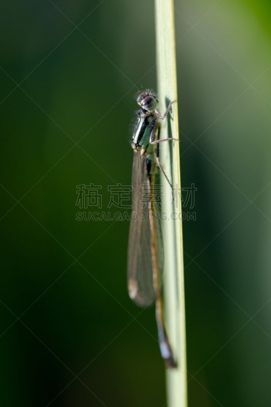 豆娘,蓝色,刀刃草,秀丽隐杆线虫,悲痛中的少女,杂技活动,蜻蜓,敏捷,弹性,垂直画幅