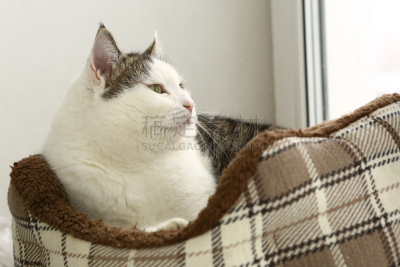 野生猫科动物,特写,舒服,宠物床,美,褐色,水平画幅,熟食店,反差,俄罗斯