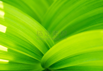 背景,春侧金盏花,叶子,绿色,特写,抽象,火烧兰,纹理效果,清新,环境