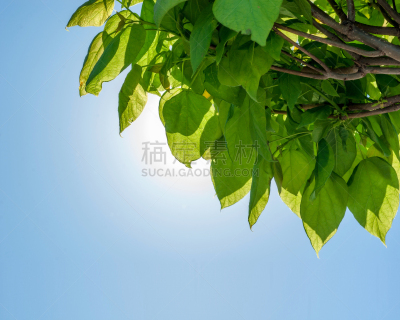 洋葱花,派克大街,雪茄,水平画幅,无人,巨大的,草坪,夏天,户外,草