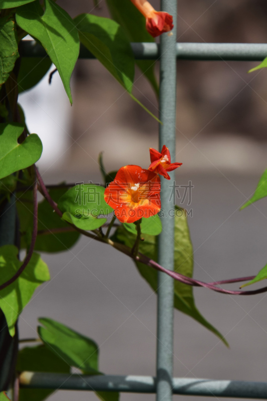 红松,牵牛花,垂直画幅,高原,贫瘠的,无人,日本,路边,户外,植物