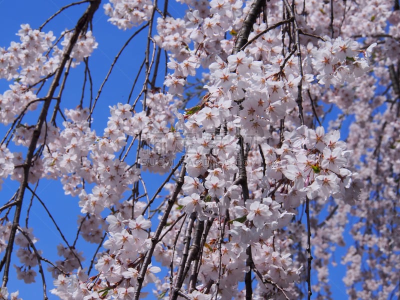 樱花,角馆,日本,秋田,水平画幅,旅行者,开花时间间隔,著名景点,风景,东北片区