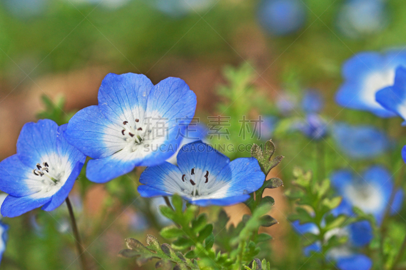 Nemophila 
ネモフィラ