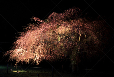 静冈县,夜晚,日本,伊豆半岛,樱之花,垂枝樱花,垂枝日本早樱,安装牛磺,花见节,生物学过程