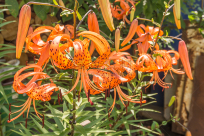 卷丹,humboldt lily,水平画幅,夏天,异国情调,户外,百合花,花束,植物