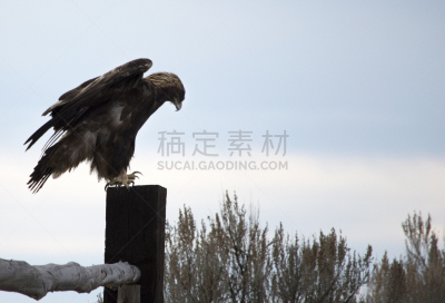 俄勒冈州,俄勒冈郡,美国,食肉鸟,水平画幅,金雕,无人,鹰,沙漠,金色