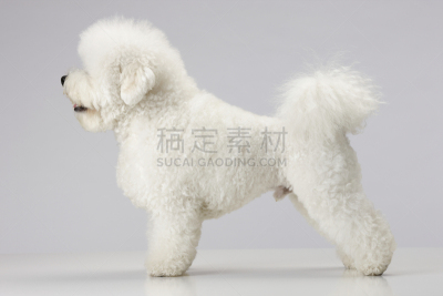 狗,比熊犬,毛茸茸的毛皮,贵宾犬,水平画幅,小的,可爱的,肖像,小狗,哈巴狗