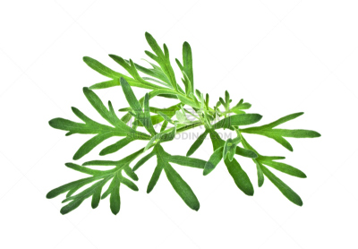 嫩枝,山艾树,分离着色,白色背景,水平画幅,无人,夏天,特写,工作室,虫头