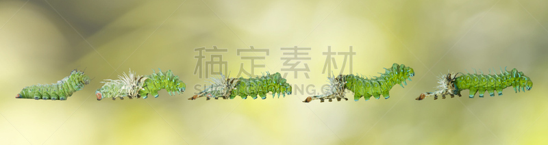 蝴蝶,毛虫,舞台,褐色,水平画幅,乌桕大蚕蛾,巨大的,茧,巨幕,泰国