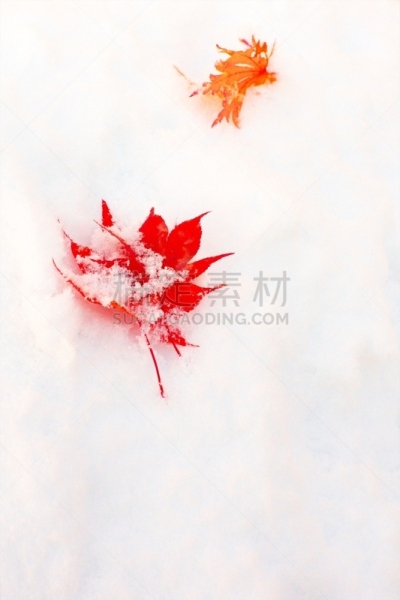 秋天,银色,染料,垂直画幅,雪,无人,葡萄树枫木,户外,北海道,镜头眩光