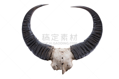 水牛,颅骨,动物头,鲻鱼,分离着色,腐肉,金牛座,自然,野生动物,水平画幅