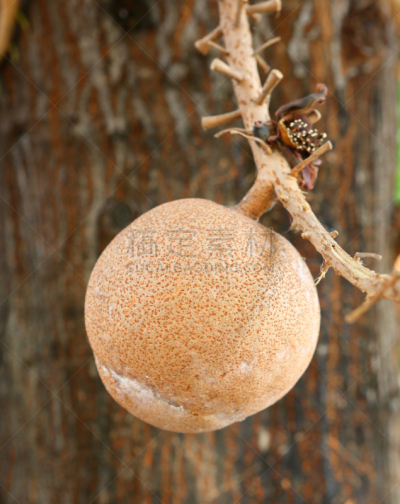 球体,尤脑香科树,炮弹树,自然,垂直画幅,水果,无人,僧院,佛