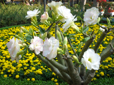 睡莲,黑斑羚,沙漠玫瑰,沙漠,杜鹃花,轻蔑的,玫瑰,美,公园,水平画幅