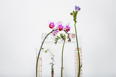 试管,植物群,纳米技术,分子结构,兰花,美,彩妆,水平画幅,装管,无人