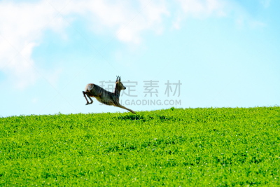 田地,鹿,狍,小鹿,母鹿,雄鹿,褐色,水平画幅,野外动物,夏天