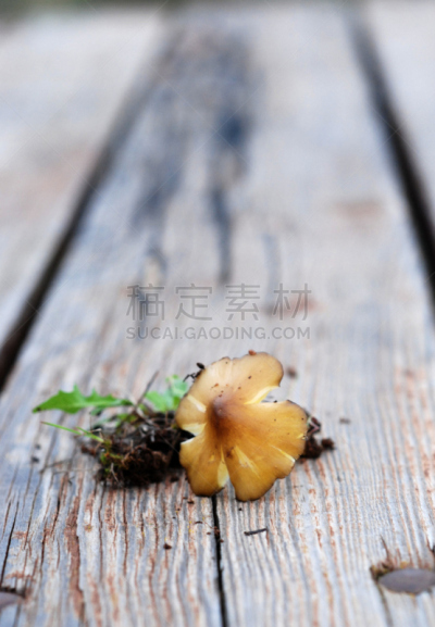 蘑菇,自然,垂直画幅,饮食,石南花,秋天,无人,有毒生物体,泥土,户外