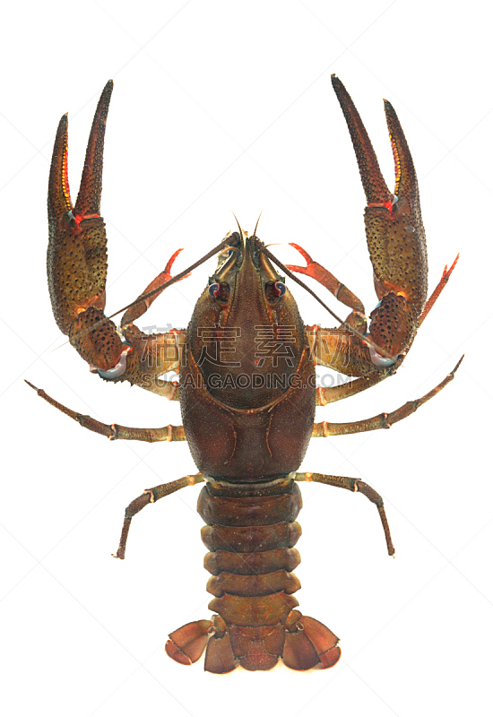 动物,螯虾,白色,分离着色,濒危物种,垂直画幅,褐色,蓝色,膳食,海产