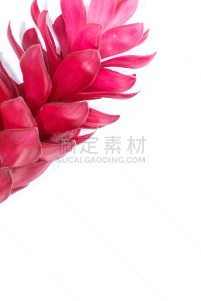 特写,紫姜,生姜,自然界的状态,一个物体,背景分离,热带气候,泰国,枝繁叶茂,植物
