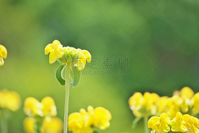耶路撒冷,鼠尾草,水平画幅,无人,五月,日本,藤泽市,草本,春天,植物