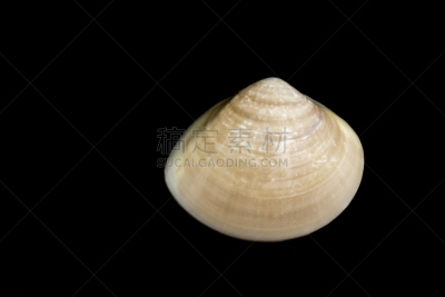 清新,食品,珐琅,海洋,贝壳,蛤蚌,黑色背景,图像,餐具,水平画幅