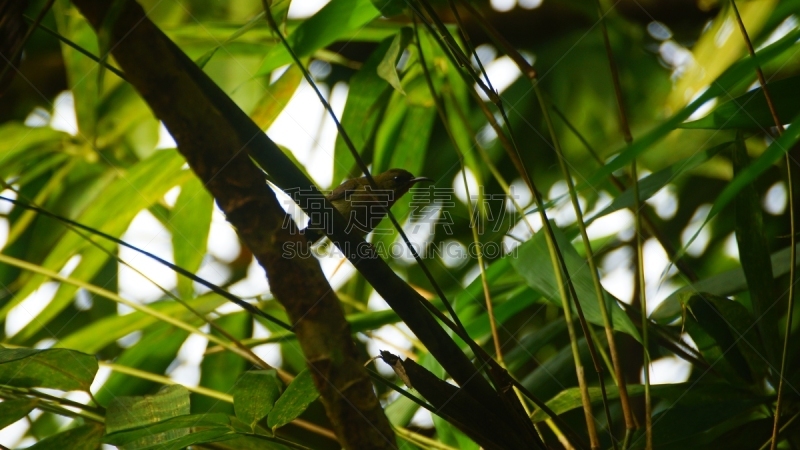 The Rainforest Discovery Centre (RDC) is the gateway to getting to know the uniqueness and importance of Borneo’s rainforests