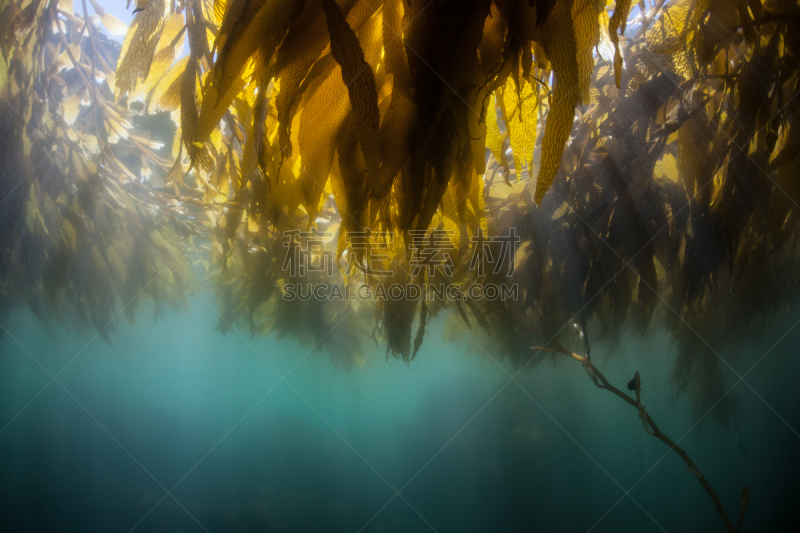 海藻灰,树冠,giant海藻灰,海洋酸化,温带雨林,小生镜,水平画幅,水肺潜水,无人,水下