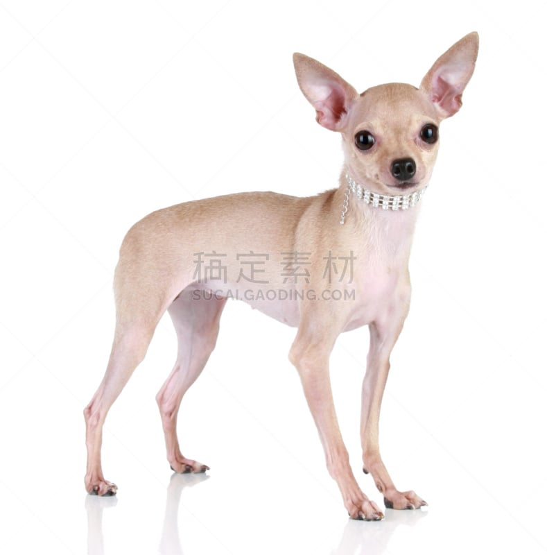 Toy Terrier,小狗,白色背景,垂直画幅,褐色,纯种犬,小的,可爱的,梗犬,幼小动物