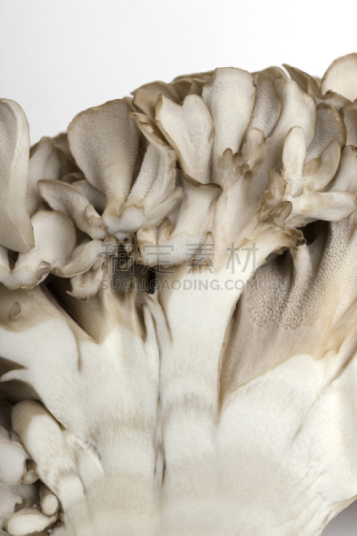 蘑菇,舞茸蘑菇,垂直画幅,橄榄,无人,成分,清新,蔬菜,食品,食用菌