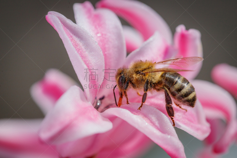蜜蜂,蜂箱,蜂蜜,花粉,收集,农作物,粉色,花,授粉,收集