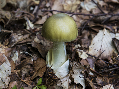 鹅膏菌,水平画幅,绿色,无人,有毒生物体,蘑菇,户外,树林,真菌,伞形毒菌