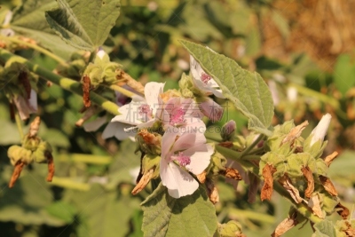 草芙蓉,仅一朵花,鹭管鱼,溜索,因斯布鲁克,蒂罗尔州,温带的花,美,芳香的,水平画幅