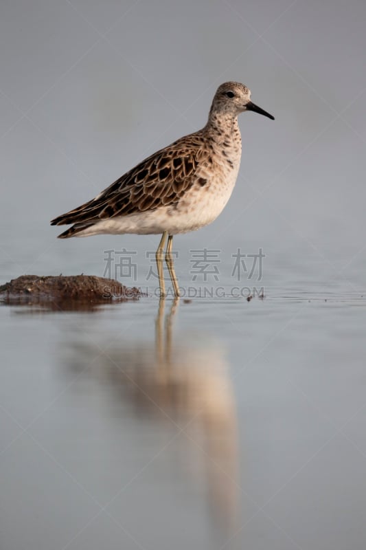 皱领,流苏鹬,防水长靴,自然,垂直画幅,水,野生动物,无人,鸟类,户外