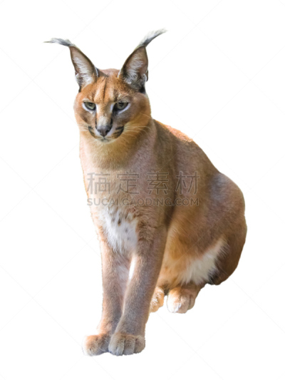 狞獾,分离着色,山猫,垂直画幅,哺乳纲,野生动物,2015年,动物,猫科动物,摄影
