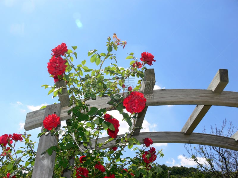 There’s nothing more enchanting than the iconic “rose-covered cottage”