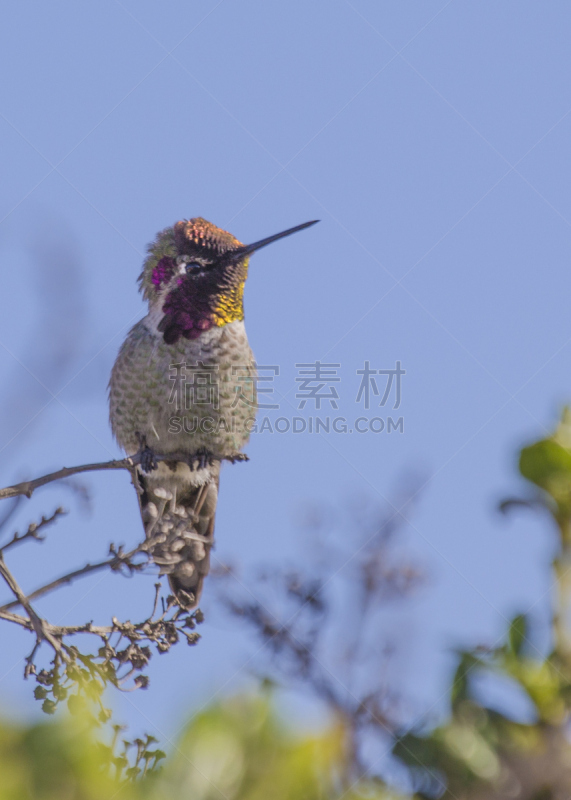 艾伦的蜂鸟,红褐色蜂鸟,阿纳海姆,蜂鸟,垂直画幅,选择对焦,机敏,无人,鸟类,湿