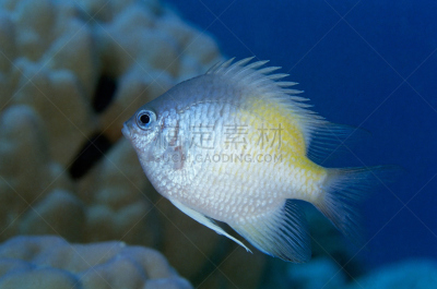 熊猫眼蝴蝶鱼,金色雀鲷,红海,雀鲷,水,水平画幅,无人,美人,水下,埃及