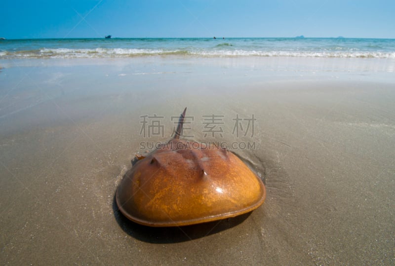 马蹄型蟹,沙子,海滩,自然,野生动物,水平画幅,节肢动物,海洋生命,户外,海洋