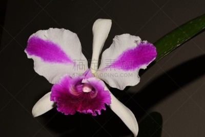 兰花,自然美,自然,美,休闲活动,水平画幅,绿色,无人,圣卡塔琳娜,特写